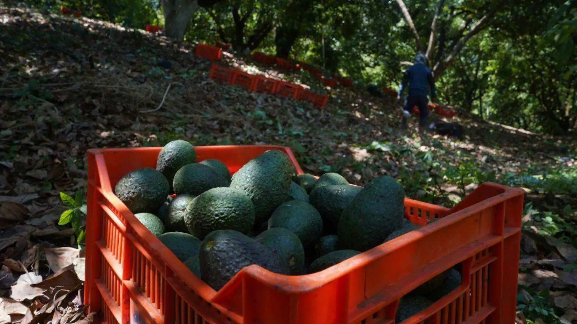 Aguacate_produccion en Michoacan